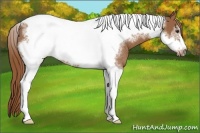 Horse Color:Chestnut Tobiano Frame Rabicano 