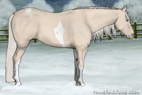 Horse Color:Cremello Tobiano 