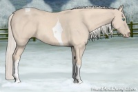 Horse Color:Cremello Tobiano 