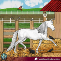 Horse Color:Gray Amber Champagne 