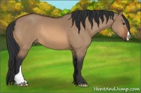 Horse Color:Bay Dun