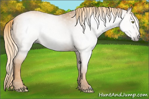 Horse Color:Gray Gold Champagne 