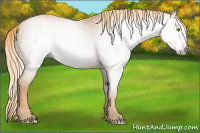 Horse Color:Gray Gold Champagne 
