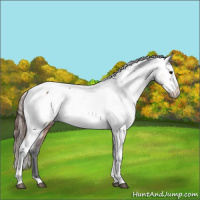 Horse Color:Bay Tobiano Appaloosa 