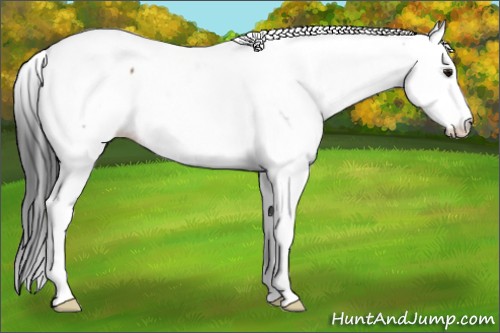 Horse Color:Bay Splash Appaloosa 