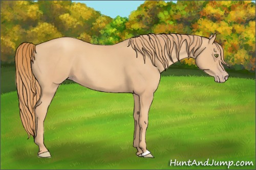 Horse Color:Gold Champagne 