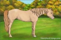 Horse Color:Gold Champagne 