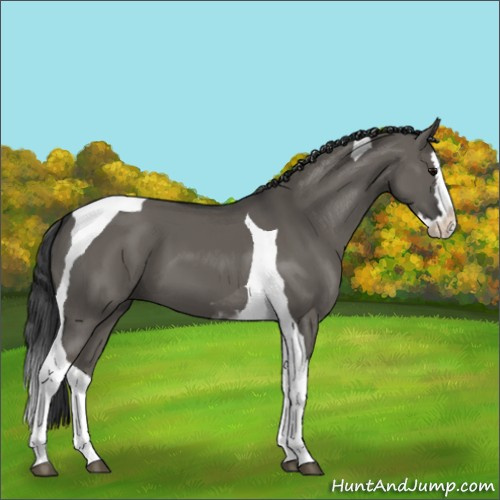 Horse Color:Grullo Sabino Splash Tobiano 