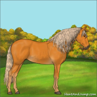 Horse Color:Gray Palomino