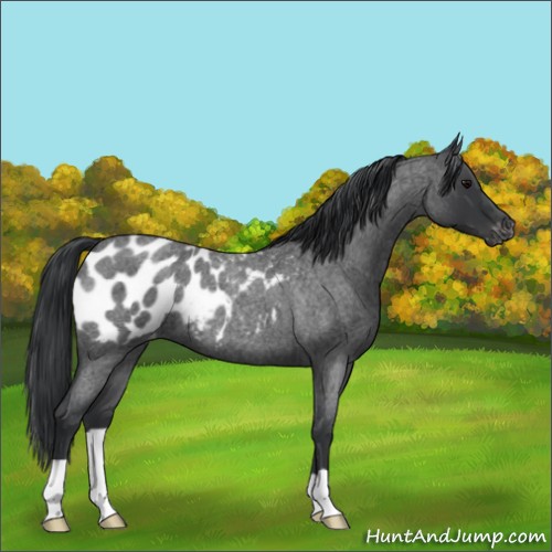 Horse Color:Blue Roan Appaloosa 