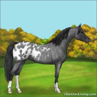 Horse Color:Blue Roan Appaloosa 