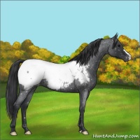 Horse Color:Blue Roan Appaloosa