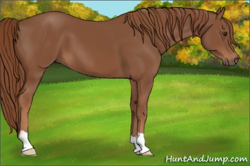 Horse Color:Chestnut 