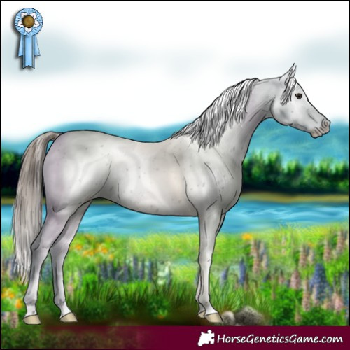 Horse Color:Blue Roan Appaloosa 