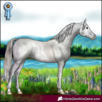 Horse Color:Blue Roan Appaloosa 