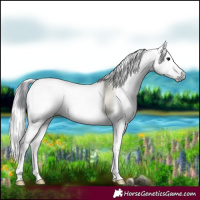 Horse Color:Gray Black Appaloosa 