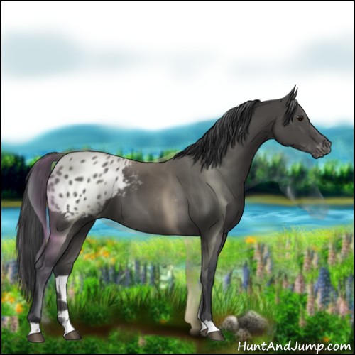 Horse Color:Black Appaloosa 