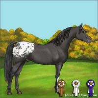 Horse Color:Black Appaloosa