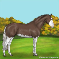 Horse Color:Silver Black Splash