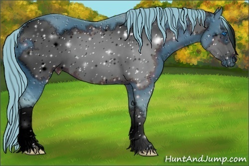 Horse Color:ERROR: UNKNOWN ANOMALY