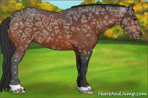 Horse Color:Bay Ice 