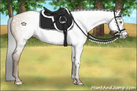 Horse Color:Gray Amber Champagne 