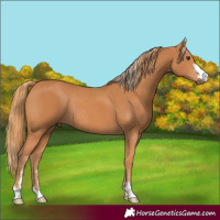 Horse Color:Chestnut  and Chestnut Rabicano 