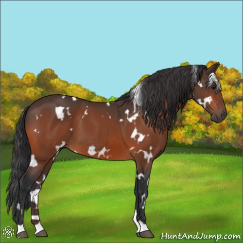 Horse Color:White Spotted Bay 