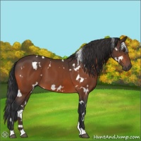 Horse Color:White Spotted Bay 