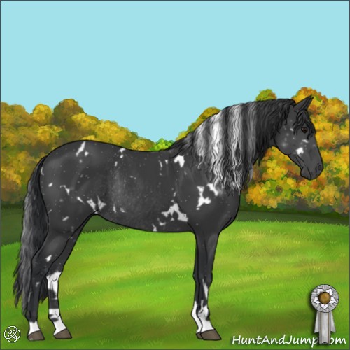 Horse Color:White Spotted Black Rabicano 
