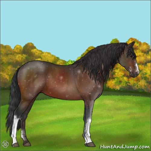 Horse Color:Brown 