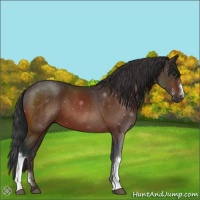 Horse Color:Brown 