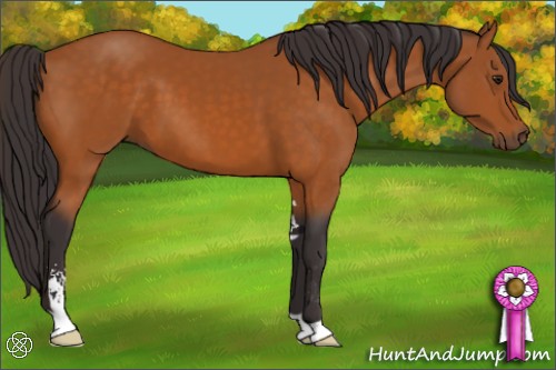 Horse Color:Buckskin Sabino 