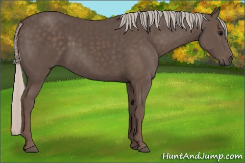 Horse Color:Silver Black