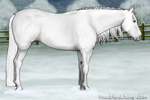 Horse Color:Gray Amber Champagne Roan 