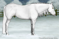 Horse Color:Gray Amber Champagne Roan 
