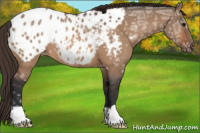 Horse Color:Bay Ice Dun Appaloosa