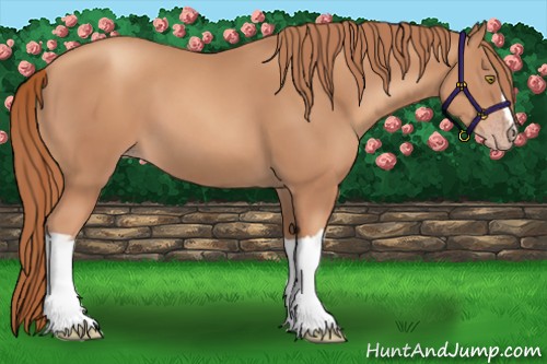 Horse Color:Gold Champagne