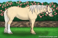 Horse Color:Gold Cream Champagne Dun 
