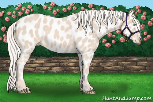 Horse Color:Cremello Near Leopard 