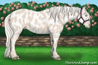 Horse Color:Cremello Near Leopard 