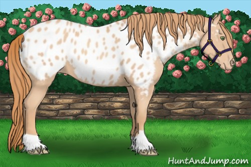 Horse Color:Gold Champagne Appaloosa 