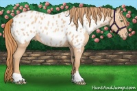 Horse Color:Gold Champagne Appaloosa