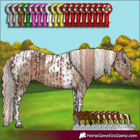 Horse Color:Liver Chestnut  and Silver Grullo Splash Tobiano Frame 