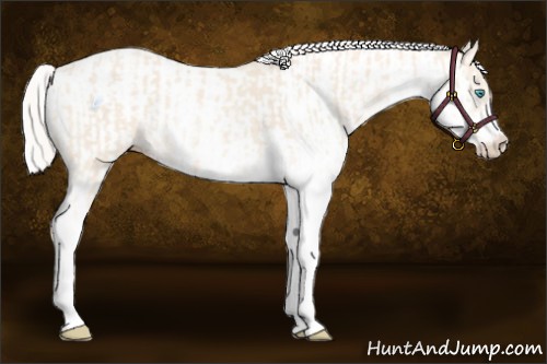 Horse Color:Cremello Sabino  and Cremello Sabino Frame 