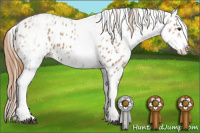 Horse Color:White Spotted Chestnut Appaloosa 