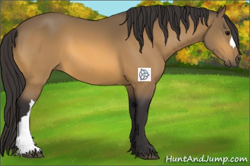 Horse Color:Buckskin 