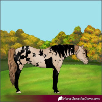 Horse Color:Void White Spotted Grullo Pearl Tobiano 