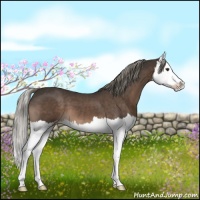 Horse Color:Liver Chestnut Sabino Splash 