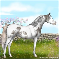 Horse Color:White Spotted Liver Chestnut Ice Splash Tobiano 